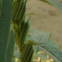 Sesamum indicum L.
